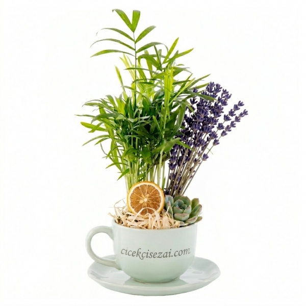 Luzern succulent cup